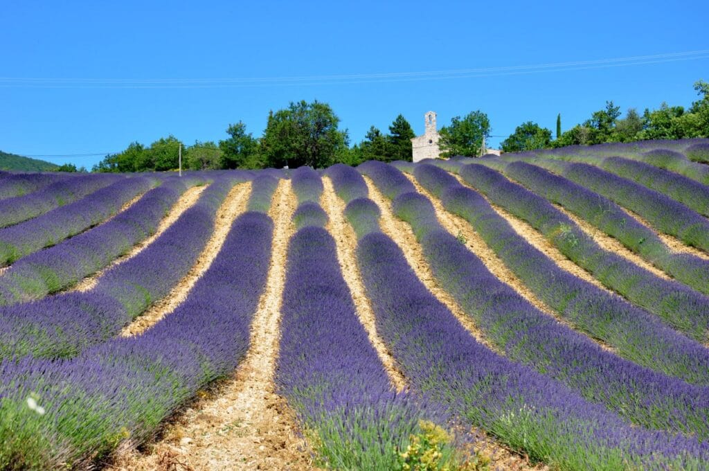 champs de lavande dans les Baronnies Provençales